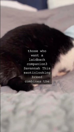 Purrfectly Varied A Guide to the Amazing Diversity of Cat BreedsAs any cat lover knows...