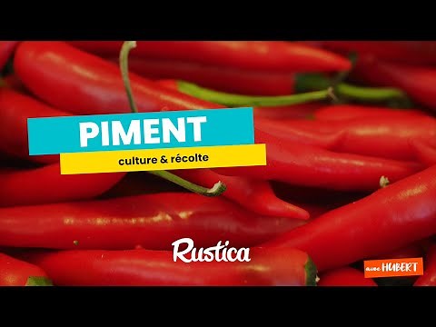 Piment : culture et récolte