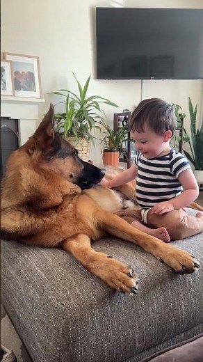 Our German Shepherd Is The Ultimate Baby Sitter! #dog #germanshepherd