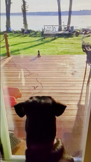 Adorable dog and squirrel interaction #dogandsquirrel