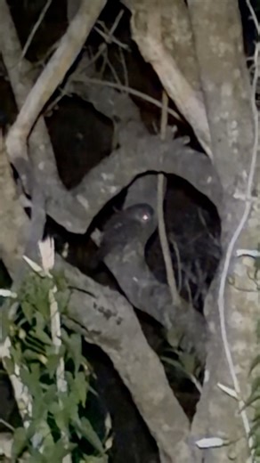 Spotting a morepork out in an area that was heavily infested with possums is so heart warming to see. Another 3 last night bringing the total to 47 since November of possums we have removed. And it’s great to hear the native moreporks coming to life at night. | Hooked On Adventures