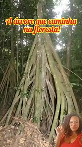 Socratea exorrhiza, palmeira que anda mais é um processo longo por causa da raízes que vai brotando e as raízes velhas vai ficando para traz. Palmeira amazônica, planta misteriosa, árvores curiosas, natureza exótica, mistérios da Amazônia, curiosidades botânicas #SocrateaExorrhiza #PalmeiraQueAnda #MistériosDaNatureza #CuriosidadesVerdes #PlantasRaras #NaturezaExótica #FlorestaAmazônica #CuriosidadesBotânicas #SegredosDaNatureza | Deza Guimarães