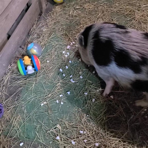 11K views · 867 reactions | Barn popcorn buffet  | Polly the Performing Princess Pig | Facebook