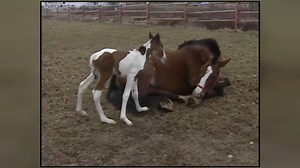 22K views · 240 reactions | #ThrowbackThursday Twins, triplets or even quadruplets are not uncommon in humans. But when a horse has more than one foal, it's a rare event. Check out this report from 2001. www.cbc.ca/1.3601107 | CBC Newfoundland and Labrador | Facebook