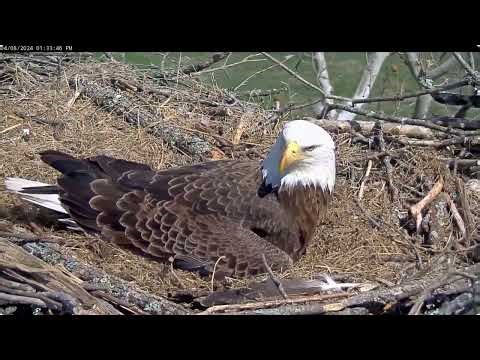Tender Moments Shared Bella and her Sweet Baby Eaglet Miracle - NCTC Bald Eagle Nest - April 8, 2024