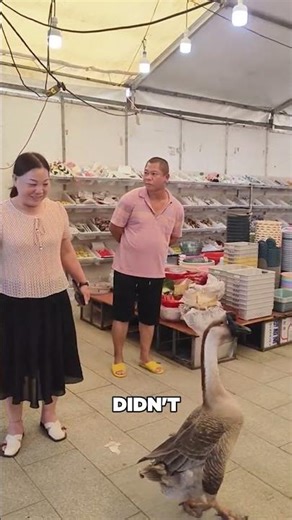 This pet goose loves his owner more than anything ❤️