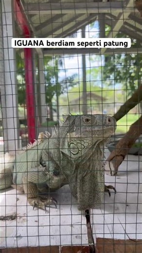 Hewan iguana #nttpride #hewanbesar #hewanlucu #viral