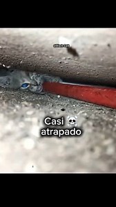 CASl se queda ahí atrapado #mascotas #michis #rescateanimal #animals #fypシ゚viralシ #fypシ #gatosdivertidos #catsofinstagram #cat #cats #gatos | BIak Catt