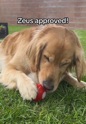 Zeus loves this toy! ❤️