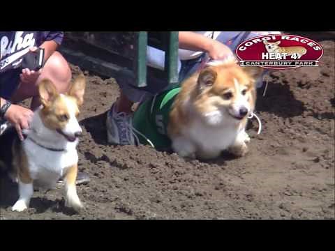 Canterbury Park Corgi Races 7-30-2016