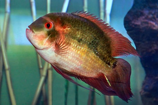 Chocolate Cichlid (Hypselecara temporalis): Care Guide - Fish Laboratory