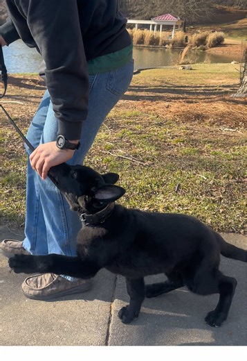 Apollo making strides every session. My client Evan is one of the most dedicated owners I’ve had in a while and it shows. Stay tuned for his sit stay progress next vid #puppytraining #gsdpuppy #puppytrainingtips #dogtrainer