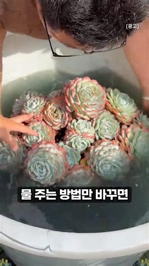 식물 고수들이 다육이 물 주는 법 #꿀팁 #가드닝 #succulent
