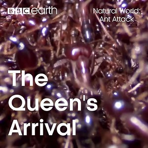 2.9M views · 2.5K shares | Have you ever seen an ant nest... made of ants?! | BBC Earth | Facebook