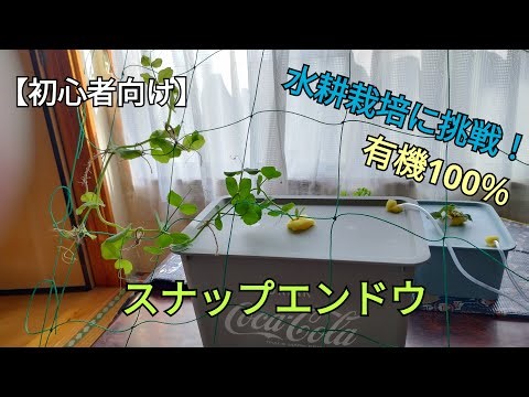【スナップエンドウ 素人水耕栽培(有機100％)】室内での水耕栽培で収穫が出来るのか⁉