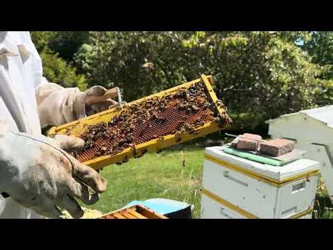 I Opened This Hive Expecting “Meh”… Then the Queen Cups Showed Up | Beekeeping