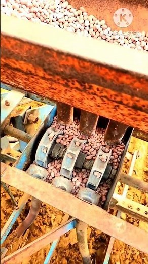 groundnut#groundnut #agricultureindia001