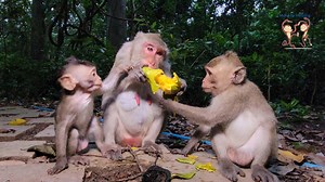 1.3K views · 204 reactions | Adorable family Jane monkeys eating mango together, baby Jonna can eat ... | Monkey Helping | Facebook