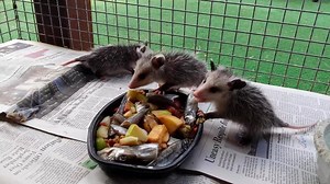 54K views · 2K reactions | Breakfast of champions, thanks Oklahoma City Zoo for the fish! | WildCareOklahoma | Facebook