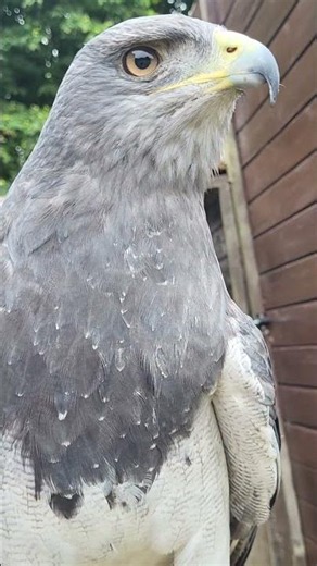 CLOSE UP ON CHILEAN EAGLE-BUZZARD!