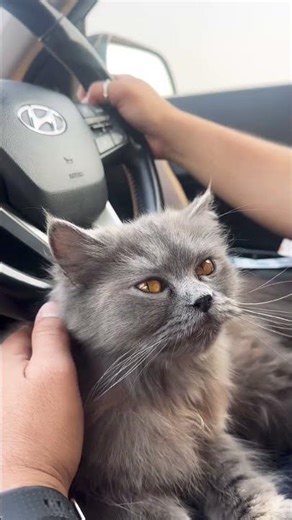My Cat Sitting on My Lap While I Drive 🐱❤️ | Cutest Co-Driver Ever