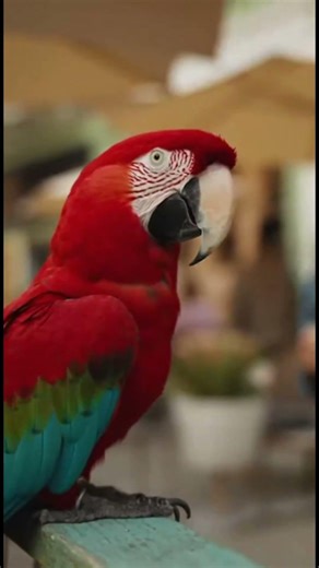 This Parrot Flirts Better Than Most Guys 😮 #viralshort #Viral #funnyanimals #parrottalking #flirting