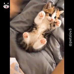 833K views · 22K reactions | Cute Kittens That Will Melt Your Heart! <3 | Pets Lover | Facebook