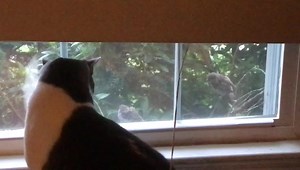 No fear. Realizing they were in no danger… This group of birds seemed to thoroughly enjoy teasing Kiwi. This went on for over half an hour. I think Kiwi nearly lost his cat mind!?! 🙀 | Meteorologist Nick Johnston