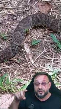 Common Lancehead in Amapá | SNAKE WEEK EPISODE 35 #bothropsatrox #biologohenrique #biologist