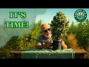 Final Countdown for Our Autoflowering Plants!