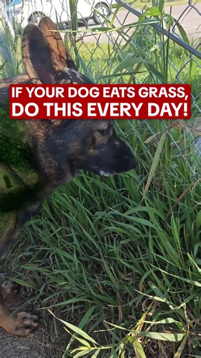 Your dog's weird need to eat grass could be a red flag... You see dog's often do this when their gut balance is out of whack and you may even notice frustrating behaviors like itching or paw licking! Fortunately, dog parents have found a super simple way to address this with the help of 1 single chew 😍 Learn more below! | PetLab Co.
