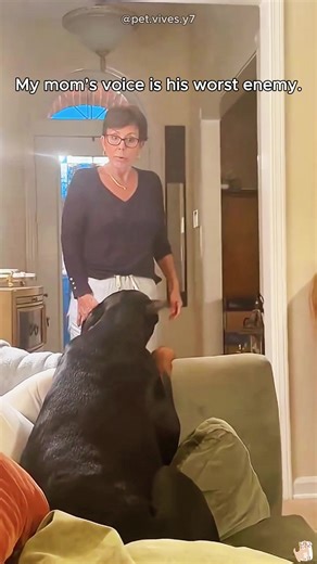 Funny Dog Reactions to Scary Words