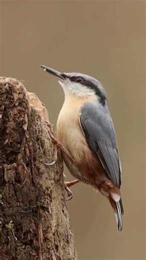 Eurasian nuthatch. #nuthatch #eurasiannuthatch #bird #birds #birdvideo #nature #wildlife #birdlovers