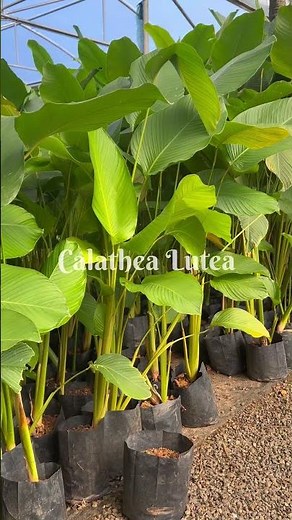 Calathea Lutea by alansgarden #garden