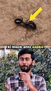 140K views · 1K reactions | Think black ants don’t bite? 樂 Truth is...