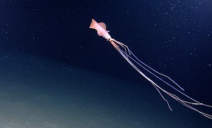 Untangling The Long-Armed Mystery Of The Bigfin Squid