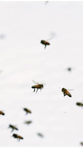 Honeybee flight in slow motion_ _insects _science _honeybee #short #animals #LikeFollowShare | Untamed World | Facebook