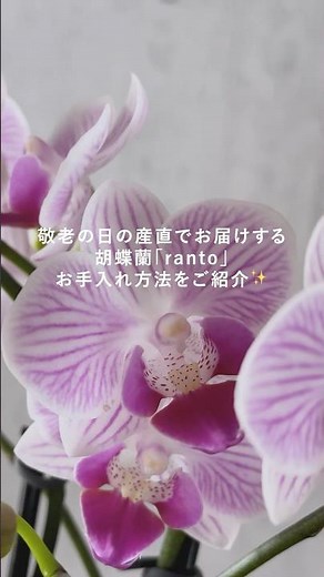 胡蝶蘭届いたらコレやって❕簡単ひと手間お手入れ方法ご紹介✨ #敬老の日 #胡蝶蘭 #胡蝶蘭の育て方 #andyoukaen