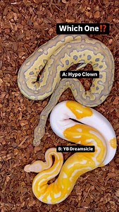 Which Ball Python are you taking home!? A: Hypo Clown B: YB Dreamsicle | BALLS of FURY