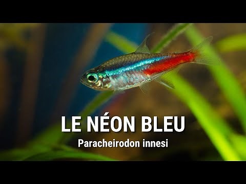 LES SECRETS DU NÉON BLEU EN AQUARIUM !