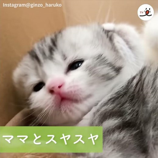 ママ猫と子猫🐱 一緒に寝たいのニャ…💤【PECO TV】