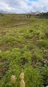 The device that lets plants sing is back in stock 🌱 Listen to plant music with PlantWave 🎶 🌱 | PlantWave