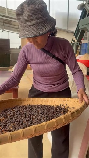 Cascara is a tea made from the dried skins of coffee cherries. Have you ever tried it? #specialtycoffee #coffeeprocessing #coffeefarm ##cascaratea #tea | Zanya Coffee