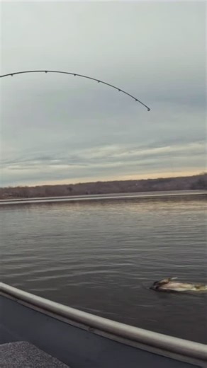 It’s that time of year! The @megabassamerica Vision 110 lineup are staple jerkbaits for fishing in the late fall through early spring. We have an absolutely incredible selection of styles (regular 110s to +2s) and colors! Come on in, stock up, and go fishing! #megabass #bassfishing #fishing #fisherman #largemouthbass #smallmouthbass #westvirginia #pennsylvania #maryland #virginia #dmv | Mountaineer Gun Sales LLC | Facebook