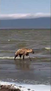Fearless Hyenas Take Over the Hunt | Nature’s Bold Thieves