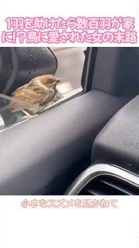 1羽を助けたら数百羽が家に!?鳥に愛された女の末路#スズメ#動物の恩返し#野生動物#動物癒し#海外の反応#奇跡