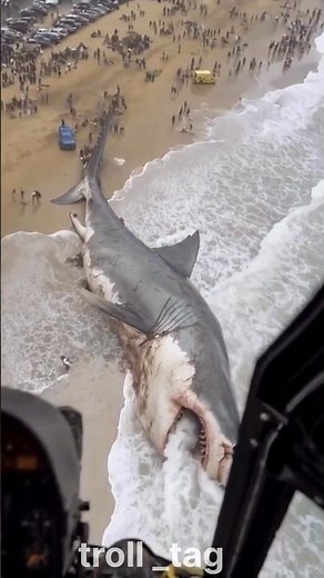 Shark Transformation 💀