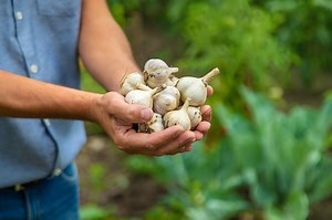 Planter l'ail blanc : conseils et astuces pour une récolte réussie