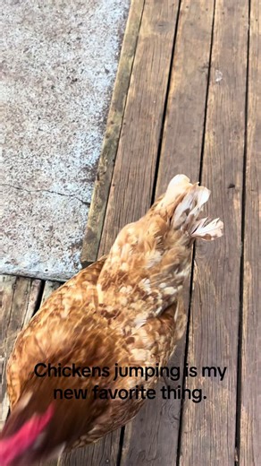 Chickens Jumping: A Delightful Compilation of Farm Animal Frolics