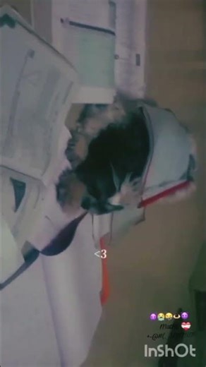 maths pressure for dog